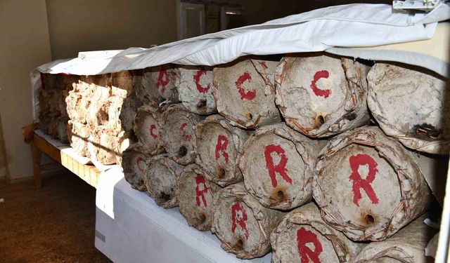 Evini Bal Arılarına Tahsis Etti