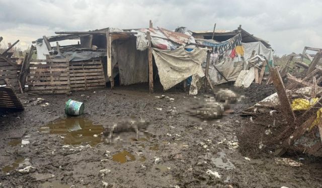 Başıboş köpekler koyun sürüsüne saldırdı: 10 hayvan telef oldu