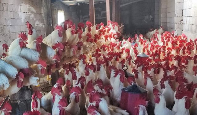 Hobi olarak başladı: 3 yılda 850 etlik horoz yetiştirdi