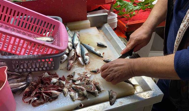 Taze Balık Nasıl Anlaşılır?