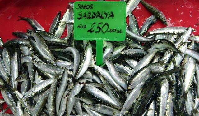 Hamsi bolluğu av baskısı oluşturdu