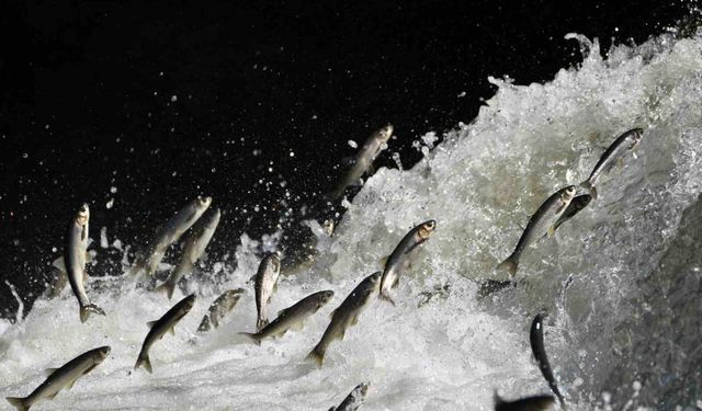 İnci kefalinin nesli tehlikede mi?