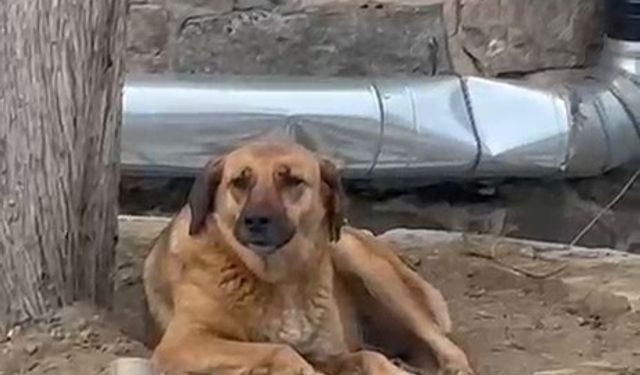Ezan Sırasında Uluyan Köpek İlgi Odağı Oldu