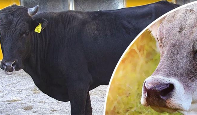 Islah projelerine 2,7 milyar TL destek sağlandı