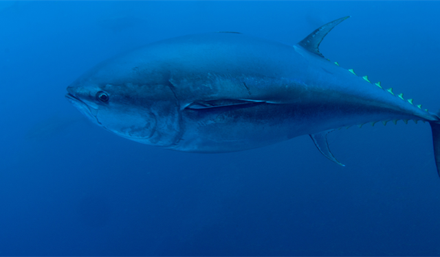 Mavi Yüzgeçli Orkinos kotası 3 bin 95 tona yükseldi"