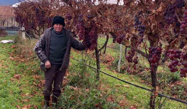 2025 yılı üzümleri dalında bekletip 2026’nın ilk günü hediye etti