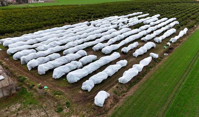 15 dönüm limon ağacı fileyle örtüldü