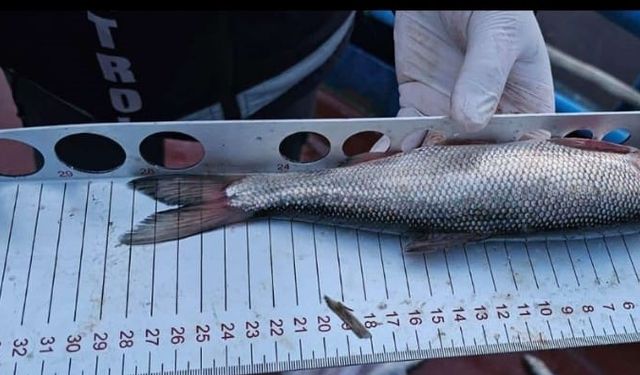 Van balığında sevindirici gelişme: Boyu 23 santimetreye ulaştı