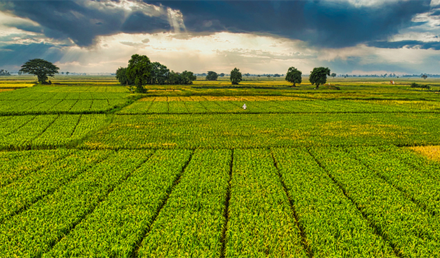 Çiftçilere 1,6 milyar liralık destekleme ödemesi