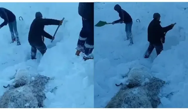 Gürpınar’da Çığ: Çok Sayıda Hayvan Telef Oldu