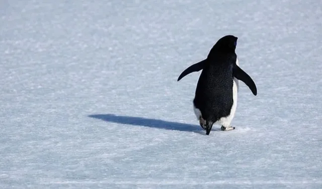 Sosyal Medyada Gündem Olan “Penguen Videosu” Ne Anlama Geliyor? İşte Hikâyesi