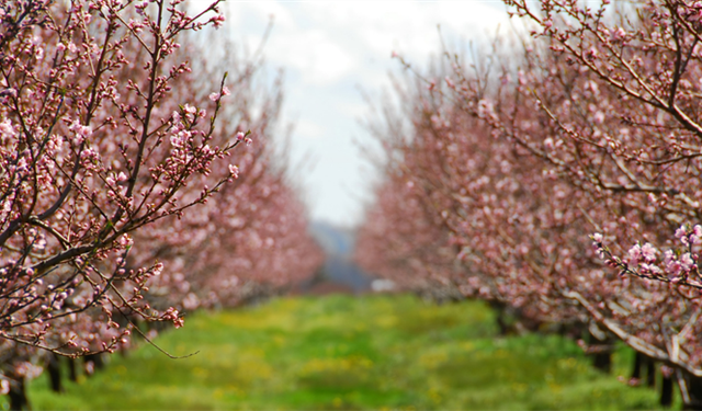 TARSİM’de kapsam genişledi: Don teminatında devlet desteği arttırıldı