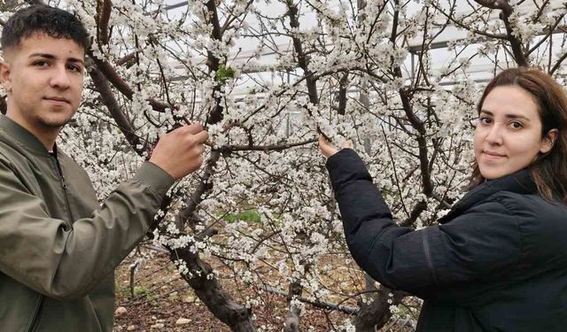 Türkiye kar altındayken Silifke’de erik ağaçları çiçek açtı