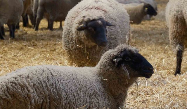 Yılların Merinos Koyunu’na rakip çıktı