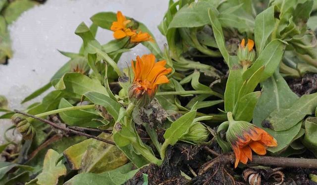 Şubat ayında sürpriz: Karlar arasında çiçekler açtı