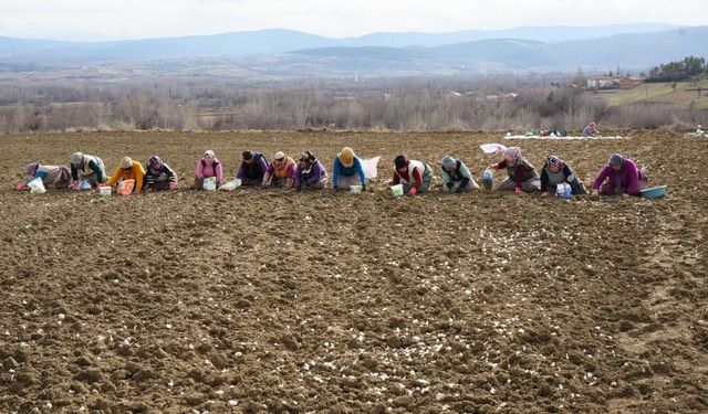 Çocukları için megakenti bırakıp toprağa sarıldı