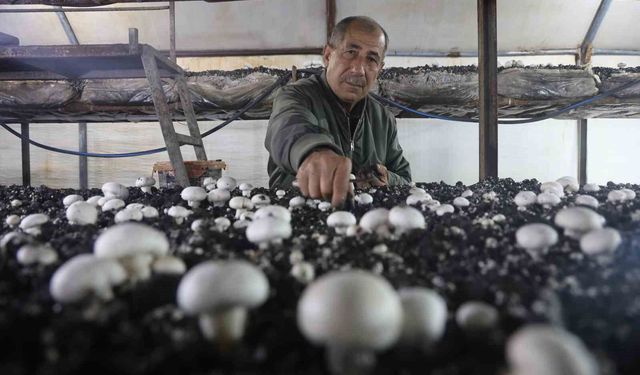 Mantar Üreticiliğine Ahırda Başladı, Şimdi 3 Çadırda Üretiyor