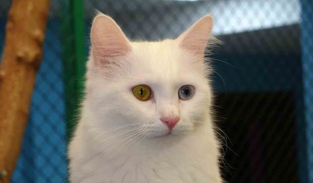 Prof. Dr. Kaya: "Kediler, Hayatımızın Ayrılmaz Bir Parçasıdır"