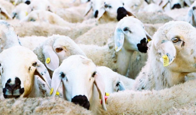 Kırsalda Bereket Küçükbaş Hayvancılığa Destek Projesi Nedir? Kimler Başvurabilir, Şartlar Neler?