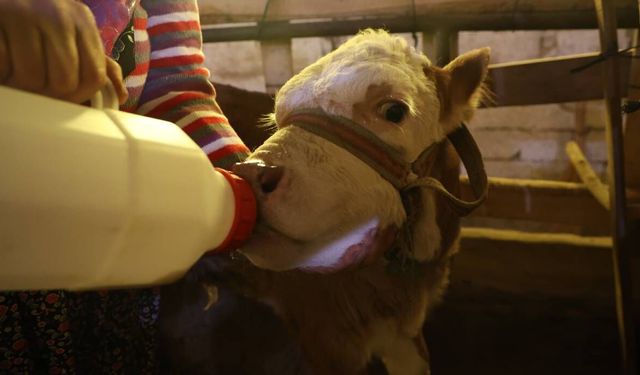 Annesi ölen buzağıyı elleriyle besliyorlar