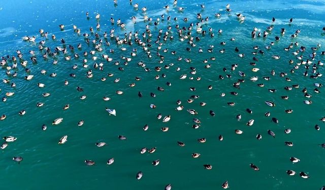 Ördeklerden görsel şölen