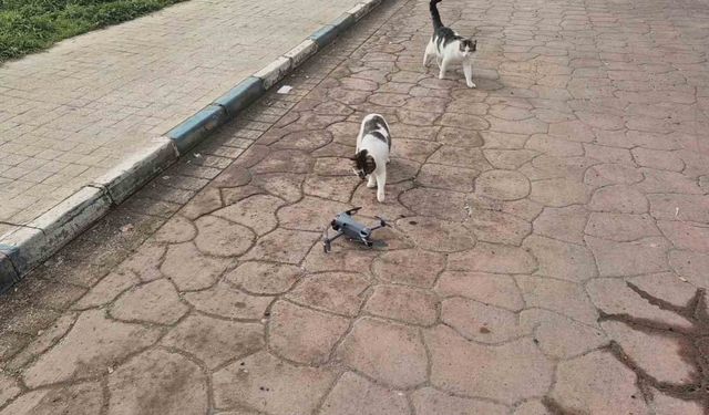 Dronu fare sanan kedilerden renkli görüntüler