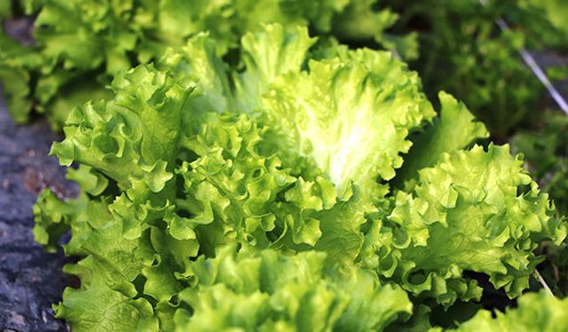 Şubat ayında markette fiyatı en fazla artan ürün marul oldu