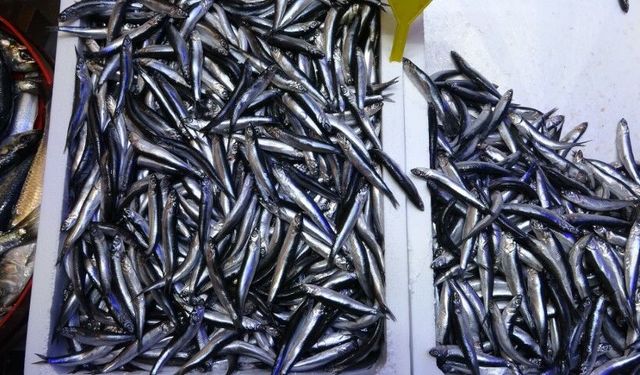 Türkiye, Hamsi İhracatından 2.7 Milyon Dolar Kazandı