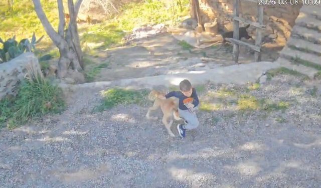Antalya’da sahipsiz köpek saldırısı: 7 yaşındaki çocuk hastanelik oldu