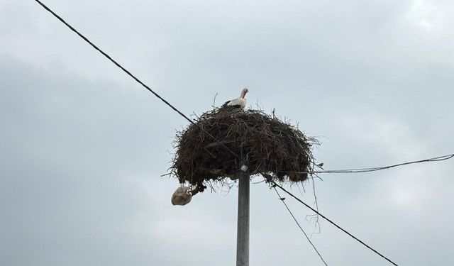Yaren Leylek ve Adem amcaya yoğun ilgi