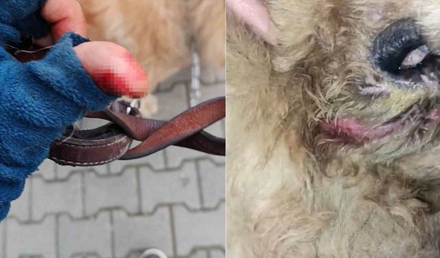 Başıboş pitbull saldırısı: Vatandaş ve köpeği zor anlar yaşadı