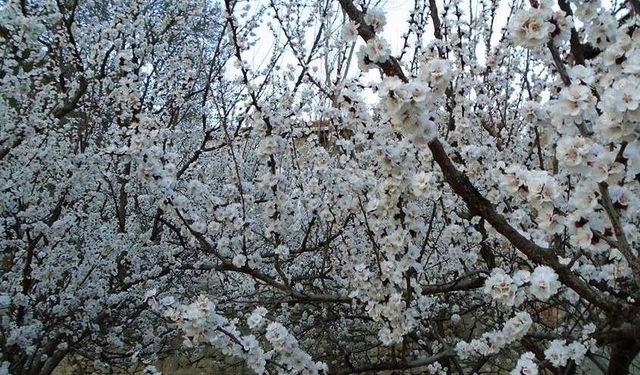 Kayısı bahçelerinde "zemzemli" ilaçlama