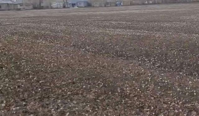 Van’da baharın müjdecisi çiğdemler açtı