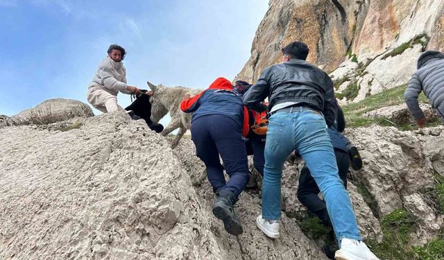 Van’da kayalıklarda mahsur kalan eşek kurtarıldı