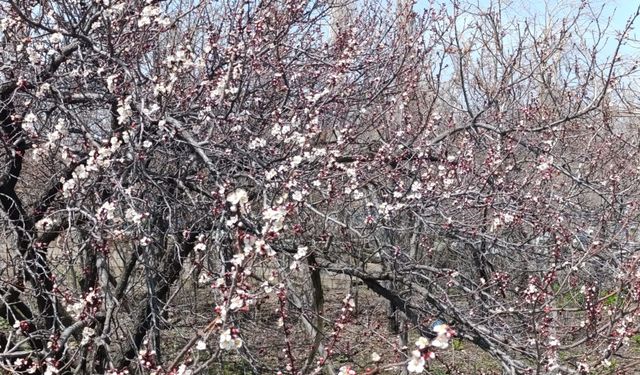 Van’da kayısı ağaçları çiçek açtı: Bahçeler beyaza büründü
