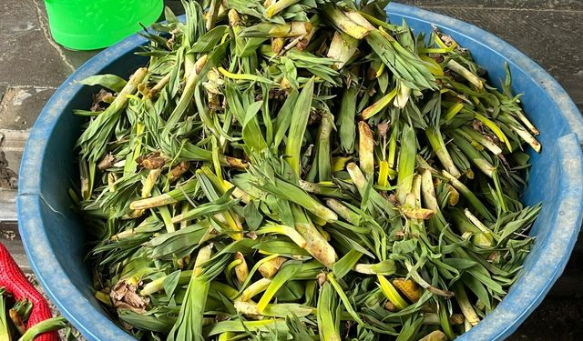 Van’ın Doğal Antibiyotiği: Çiriş Otu Tezgahlardaki Yerini Aldı