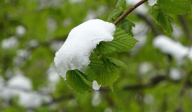Van’da Zirai Don Alarmı: Üreticilere Kritik Uyarı