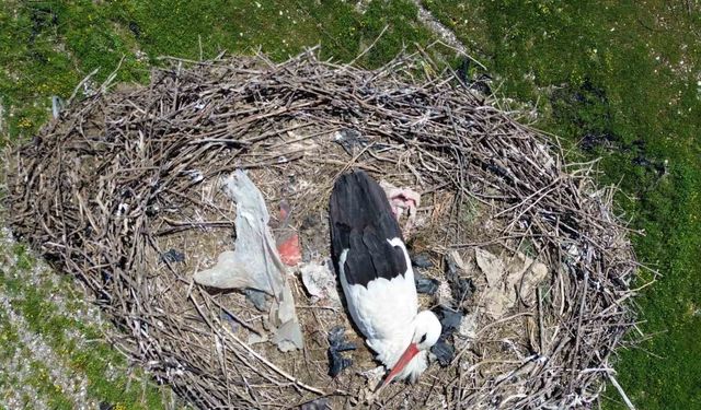 15 Yıldır Göç Etmeyen Leylek, Erdem Ailesinin Sadık Komşusu Oldu