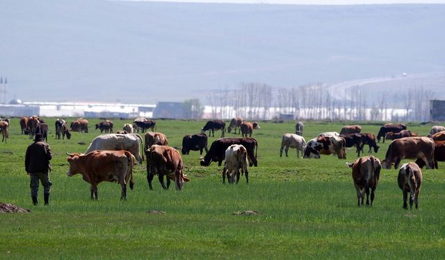 Kurbanlık Alırken Sosyal Medya Tuzağına Düşmeyin
