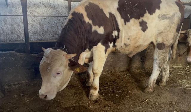 600 kiloluk boğa görenlerin ilgi odağı oldu