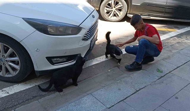Vefakar kedi arkadaşını yalnız bırakmadı