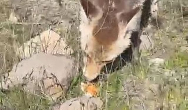 Aç kalan tilki piknik sofrasına ortak oldu