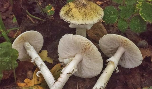 Bahar Yağışlarıyla Birlikte Mantar Zehirlenmelerine Dikkat
