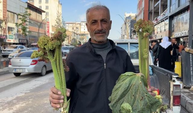 Yüksekova’da Uçkun Bereketi
