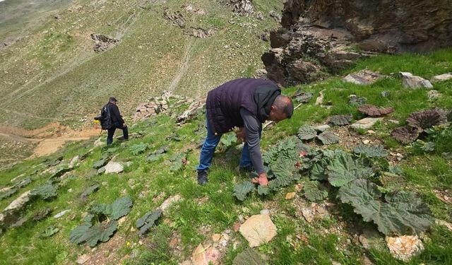 Bitlis’in Yüksek Yaylalarında Işkın Toplama Yoğunluğu