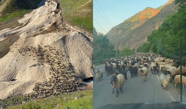 Bu yıl yayla sezonu gecikmeli başladı