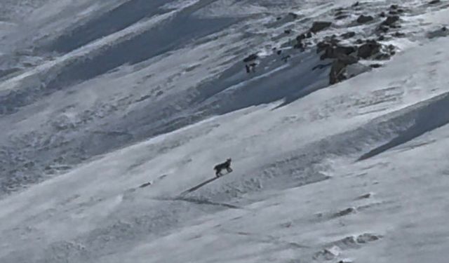 Bitlis’te Yaban Hayatının Gizemli Üyesi Vaşak Görüntülendi