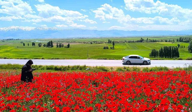Muş’ta Gelincik Tarlası Kırmızıya Büründü