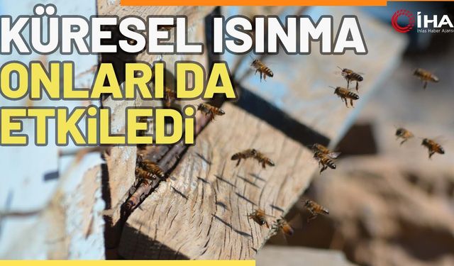 Küresel Isınma Arıları Da Etkiledi
