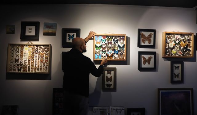 Çizgi filmden etkilendi, eşsiz kelebeklerden koleksiyon oluşturdu